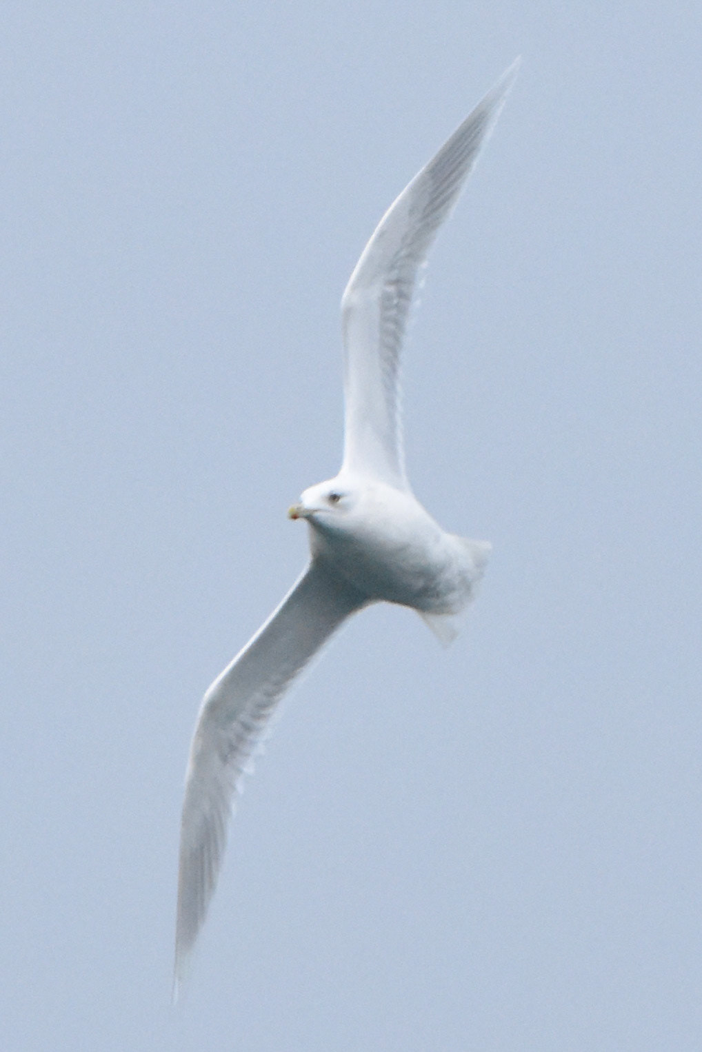 Iceland Gull