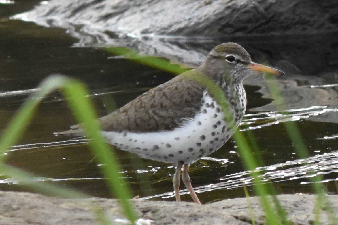 Spotted Sandpiper (breeding)