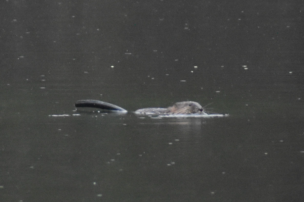 North American Beaver