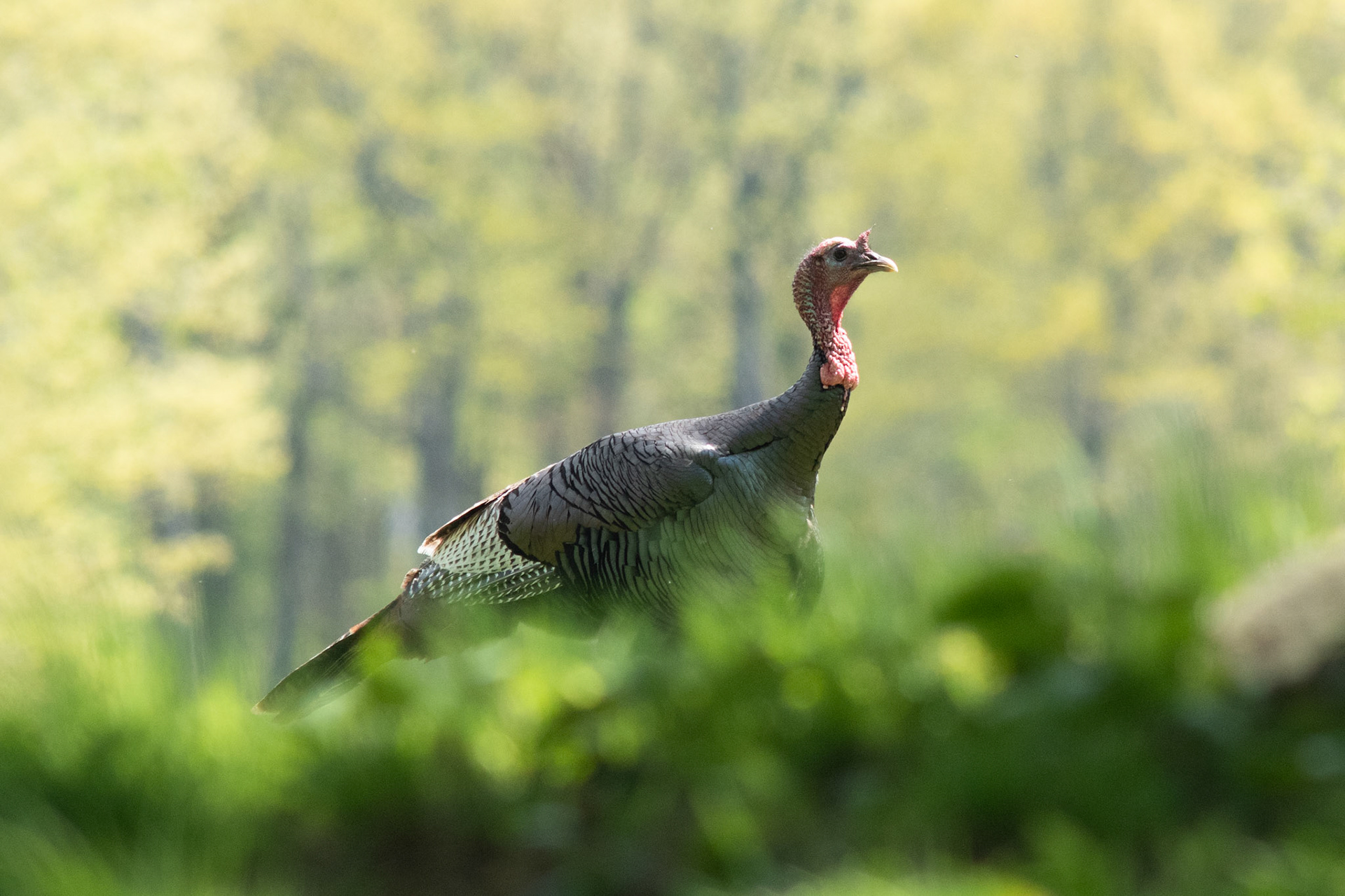 Wild Turkey (adult)
