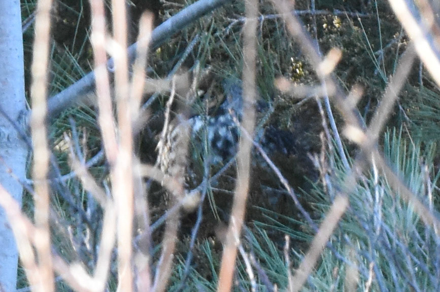 Long-eared Owl