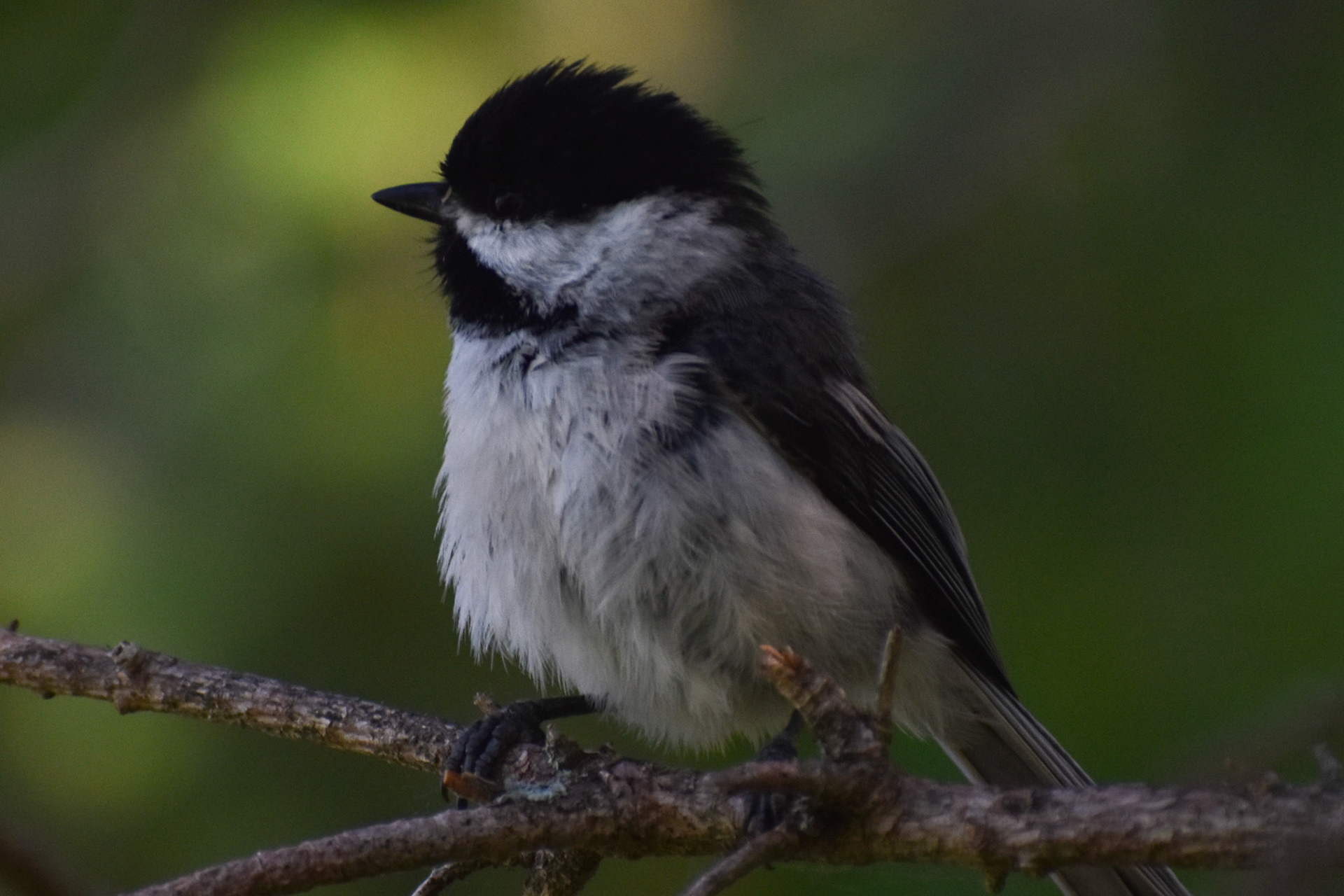 20. Black-capped Chickadee (dark)