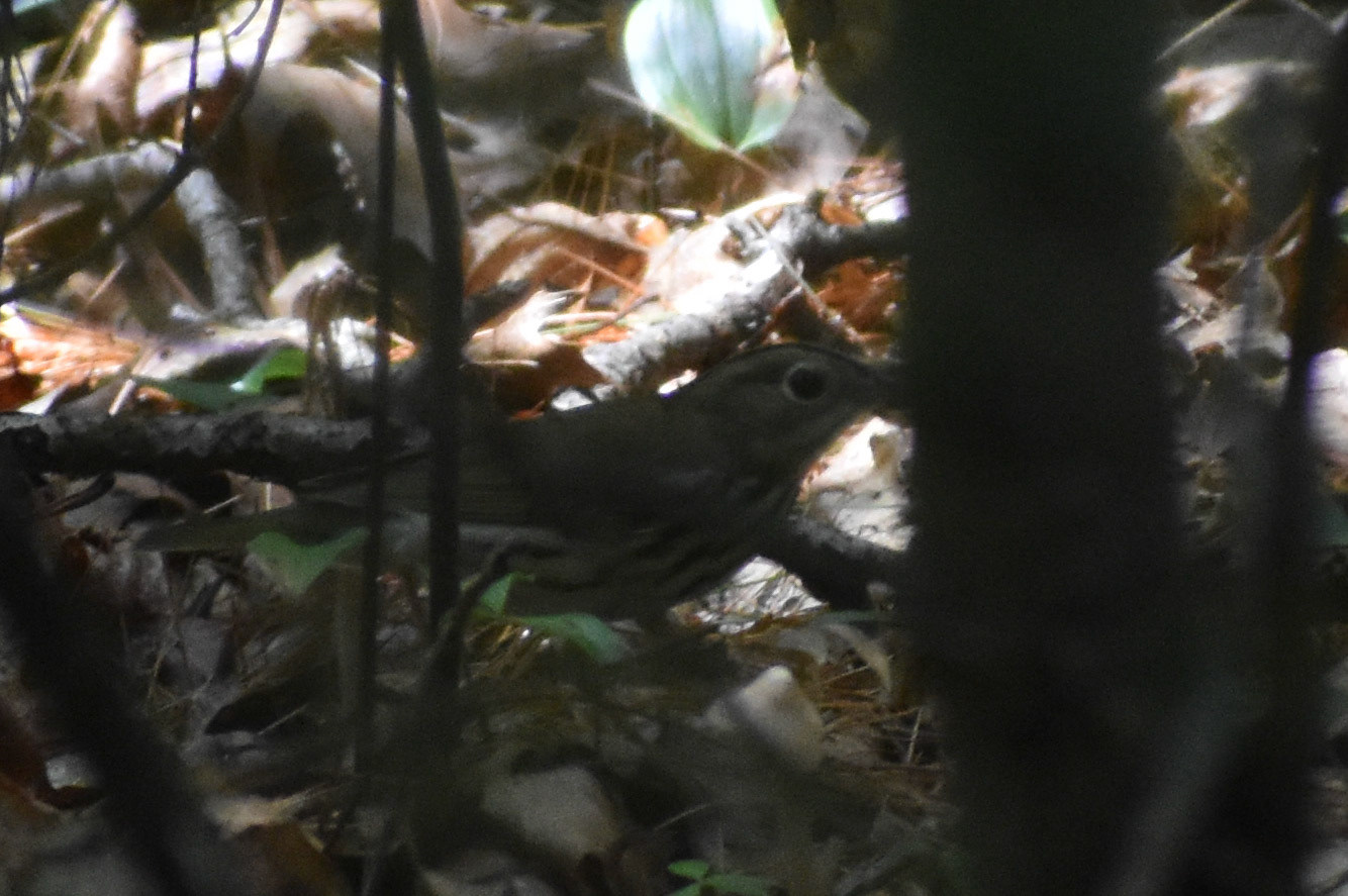 Ovenbird