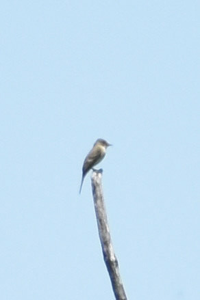 Willow Flycatcher
