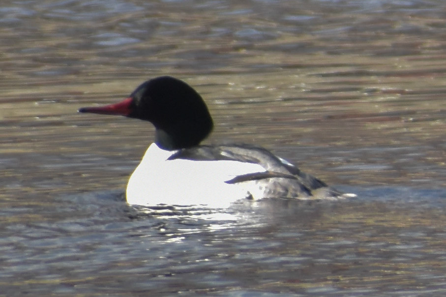 Common Merganser (male)