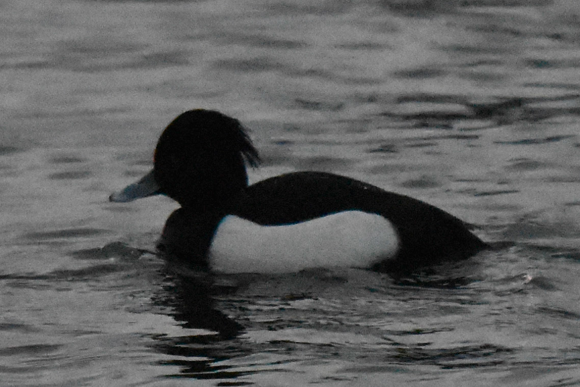 Tufted Duck