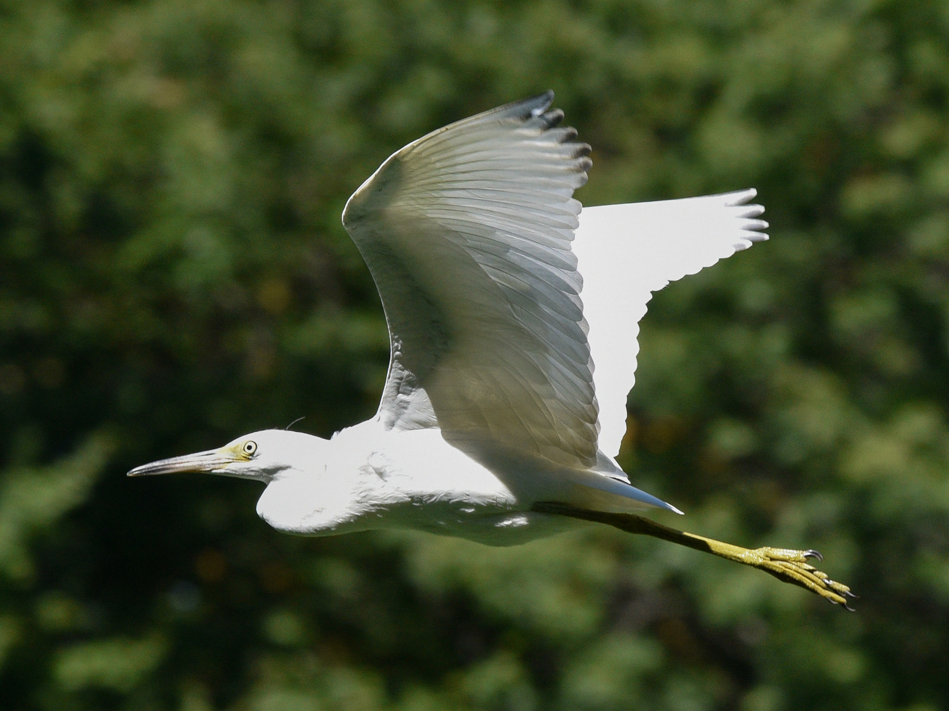 Little Blue Heron (juvenile)