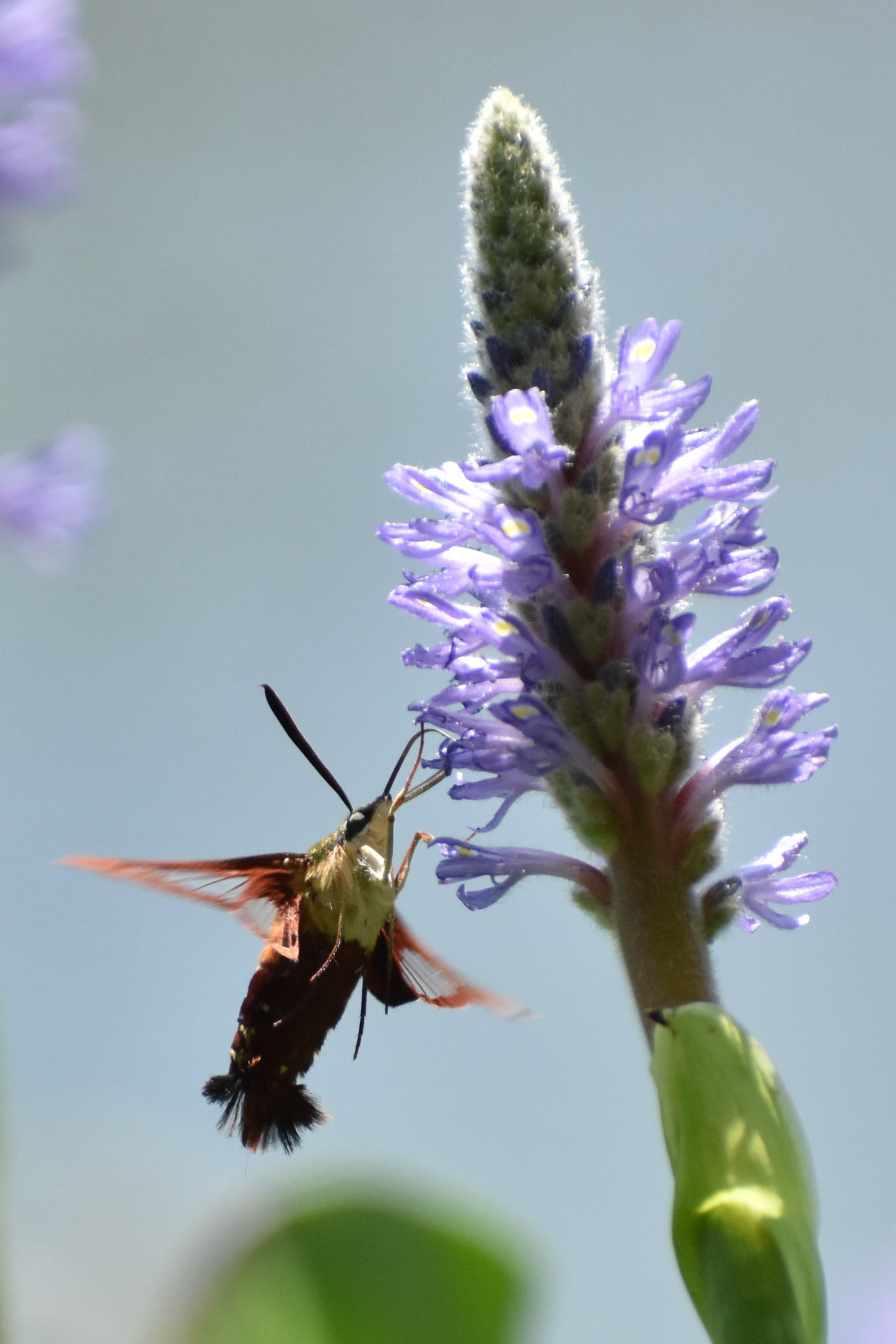 31. Hummingbird Clearwing - taken!