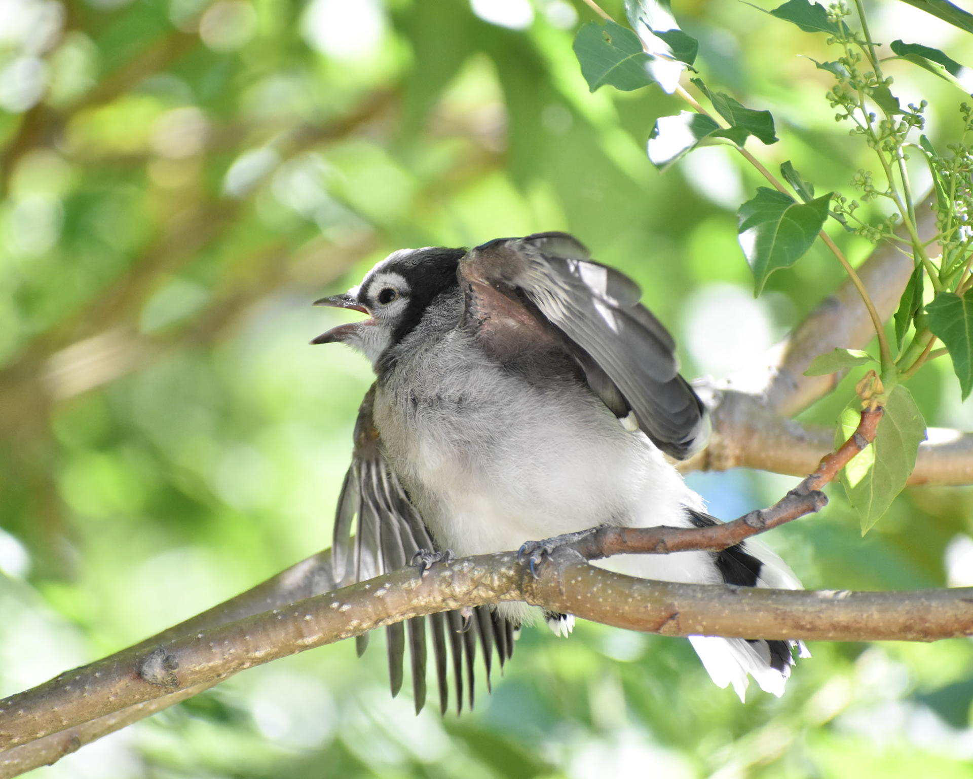 Blue Jay (juvenile)