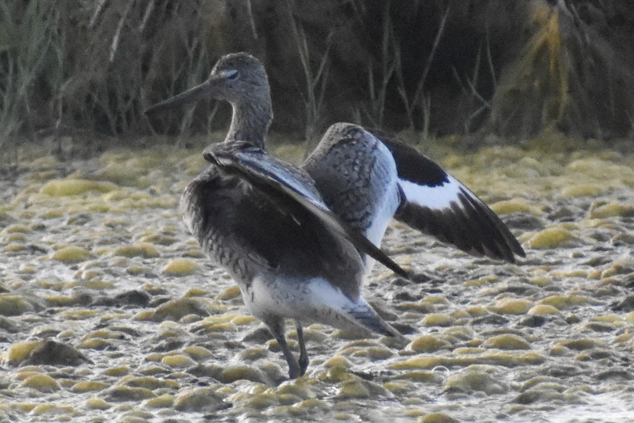 Willet