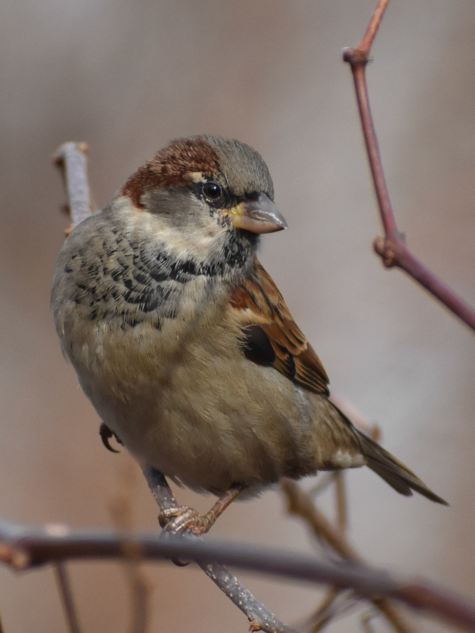 House Sparrow (male)