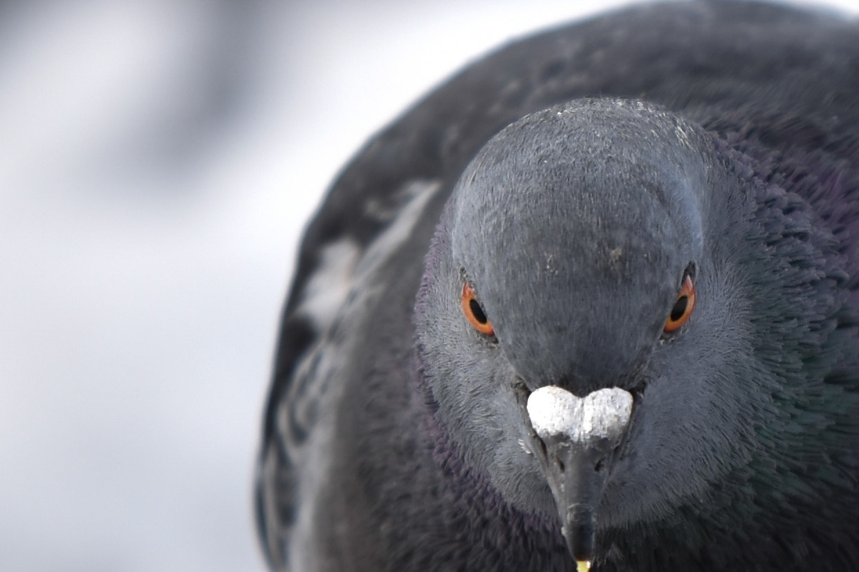 41. Rock Dove - taken!