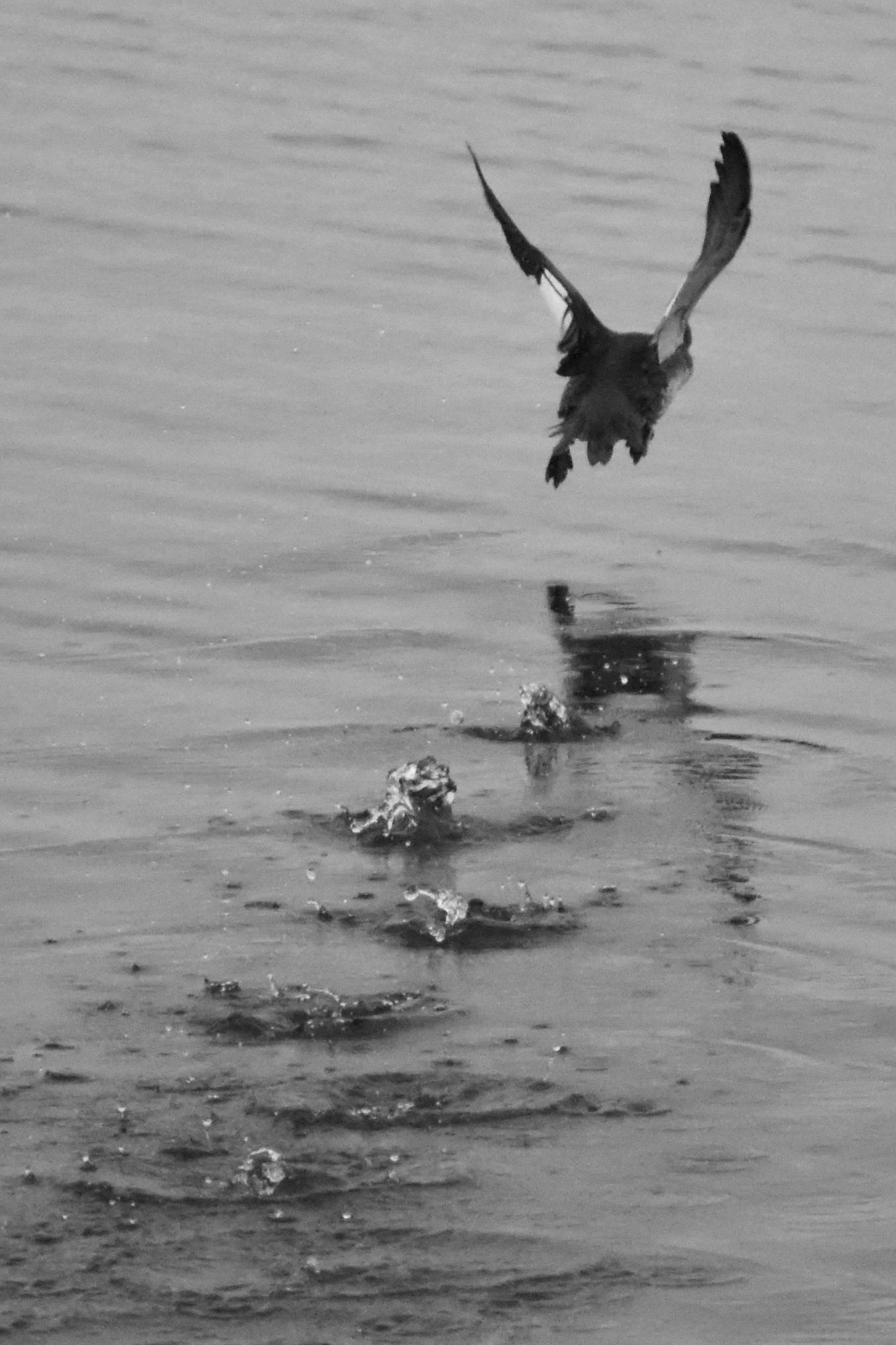 Red-breasted Merganser (female)