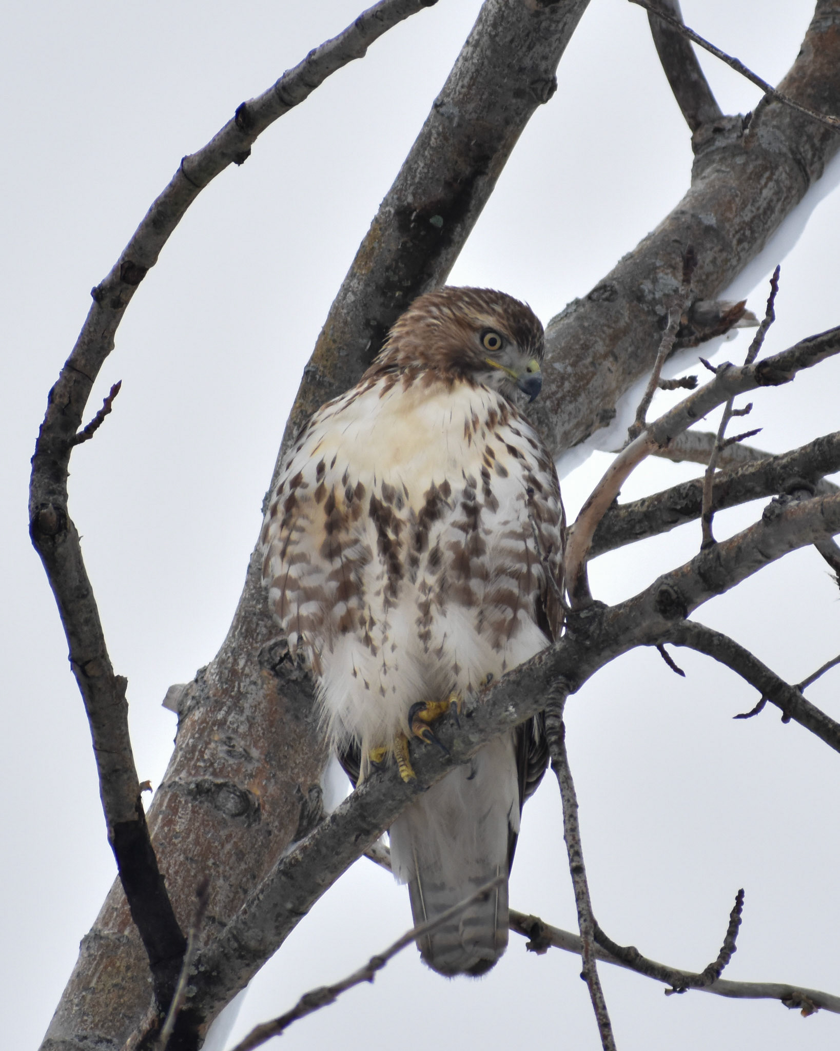 Red-tailed Hawk