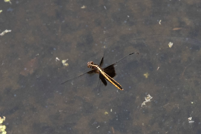 Widow Skimmer (male)