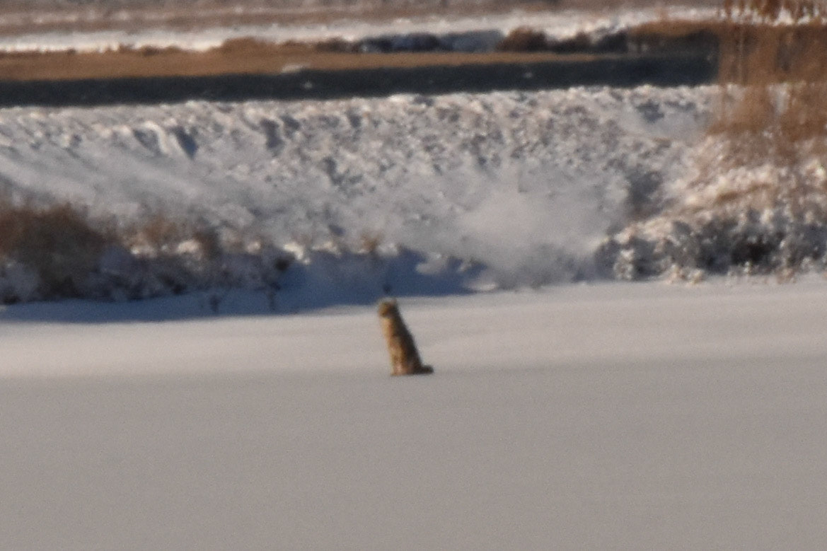 Coyote