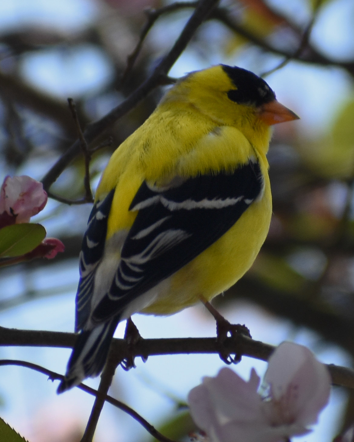 American Goldfinch (breeding)
