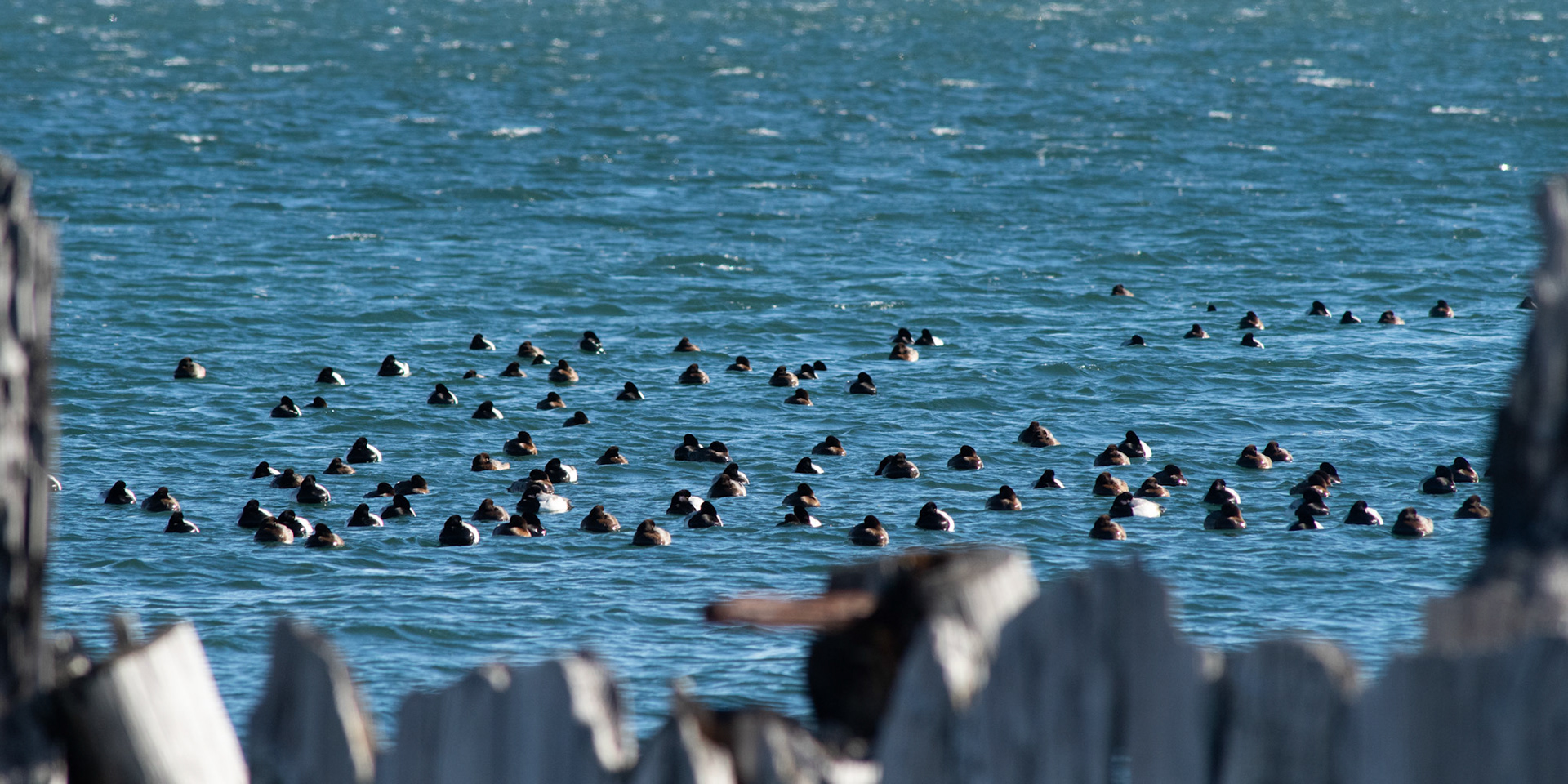 Greater Scaup