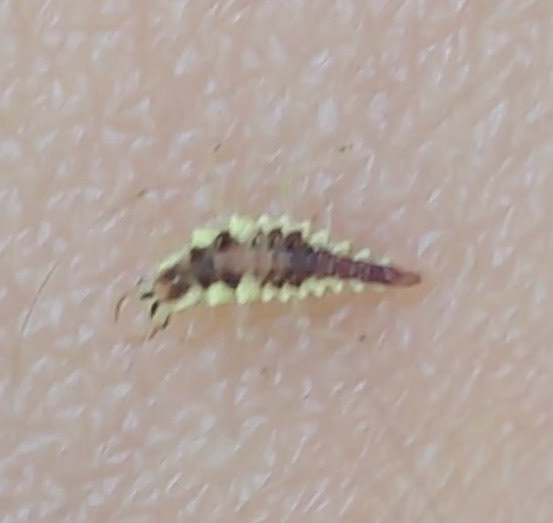 Red-lipped Green Lacewing (larva)
