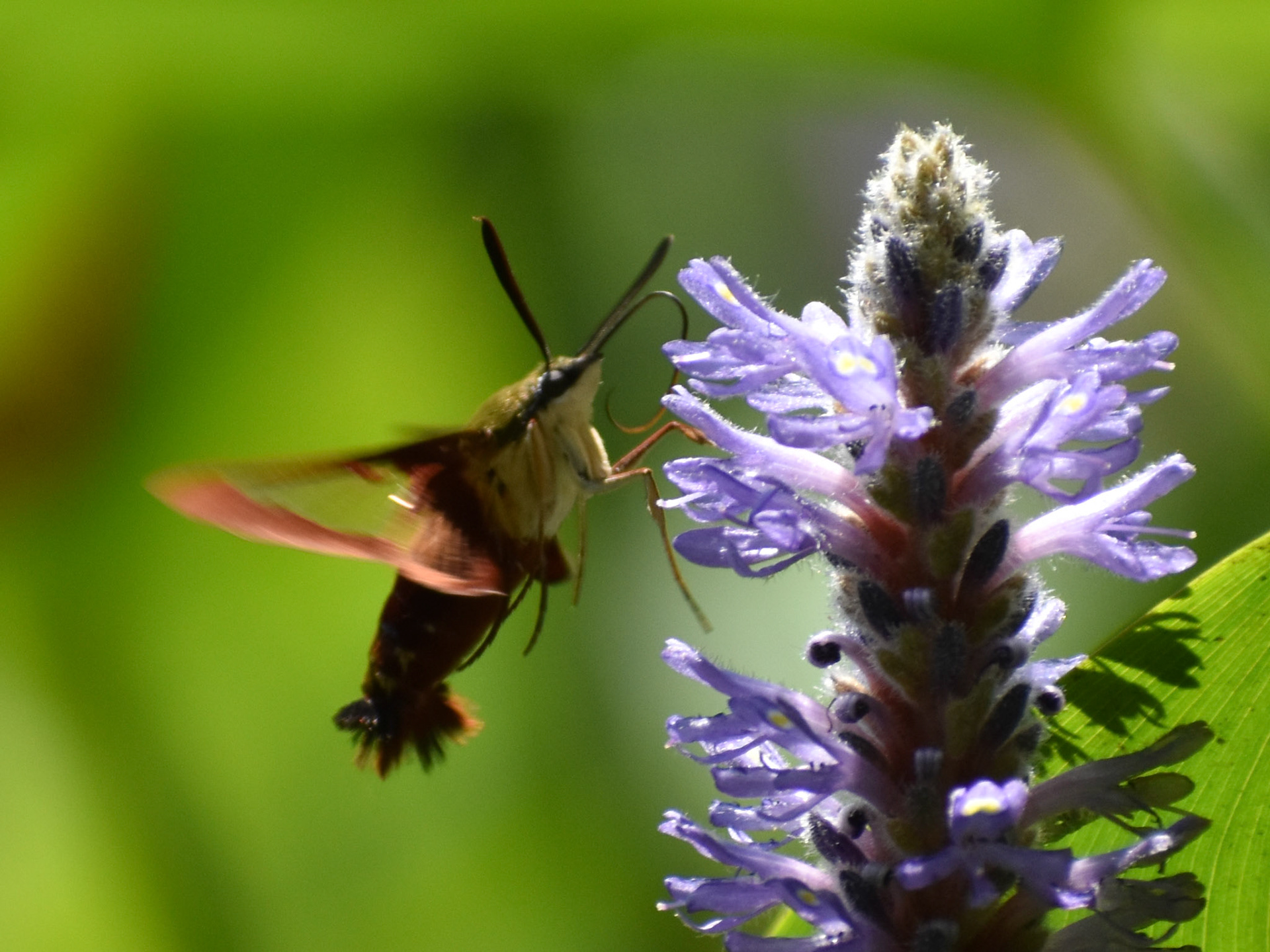 Hummingbird Clearwing