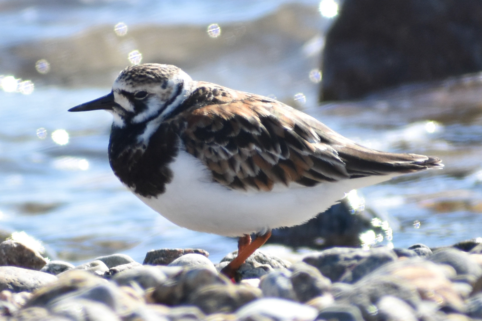 Ruddy Turnstone