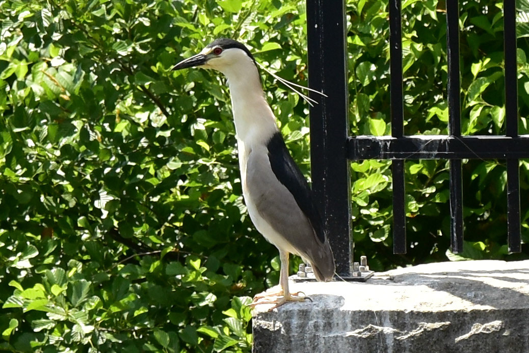 Black-crowned Night Heron (adult)