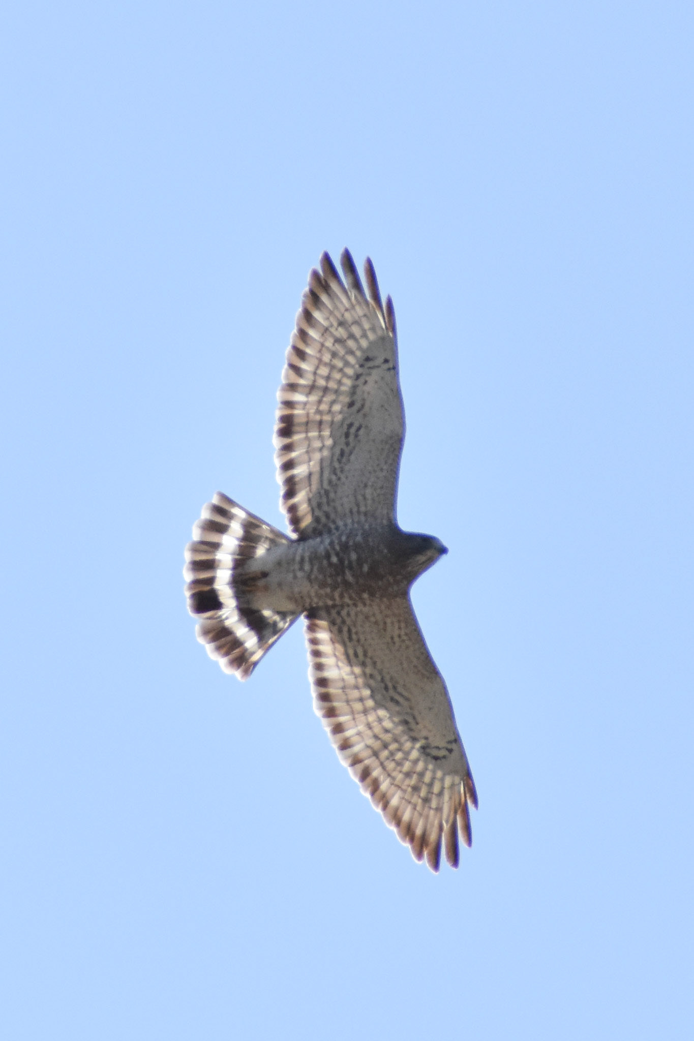 Broad-winged Hawk