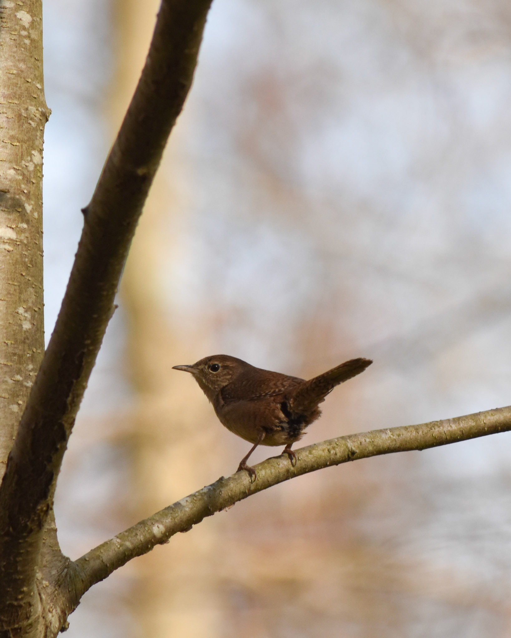 House Wren