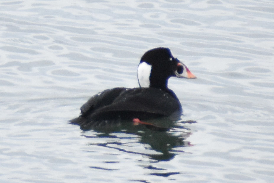 Surf Scoter (male)