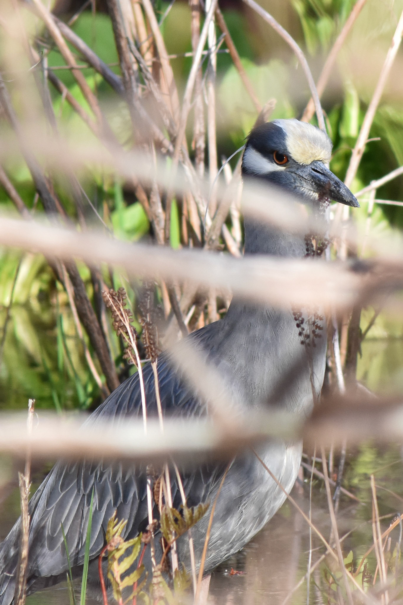 Yellow-crowned Night Heron
