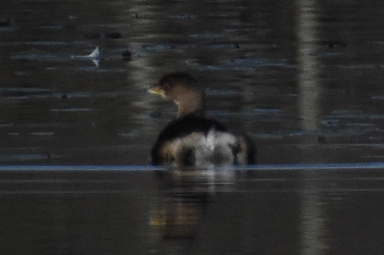 Pied-billed Grebe