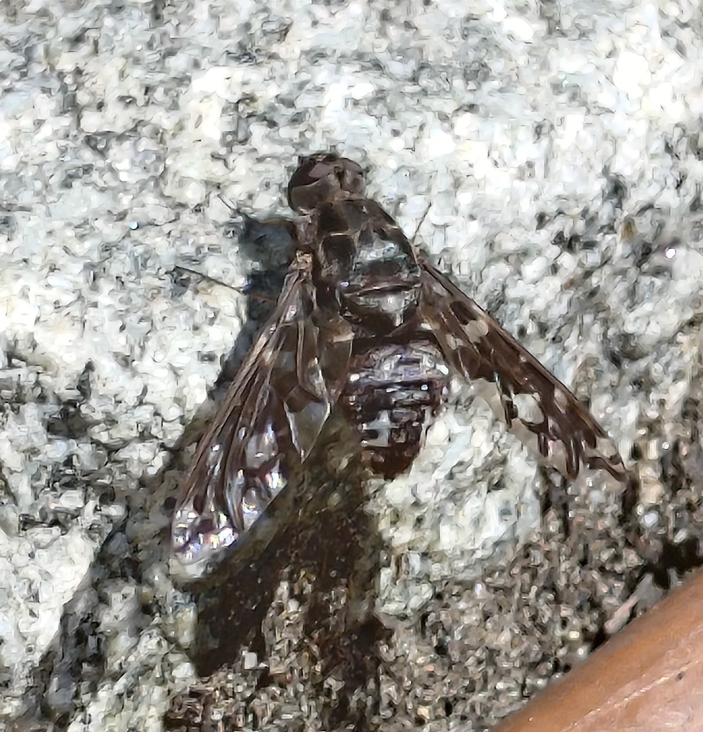 Tiger Bee Fly