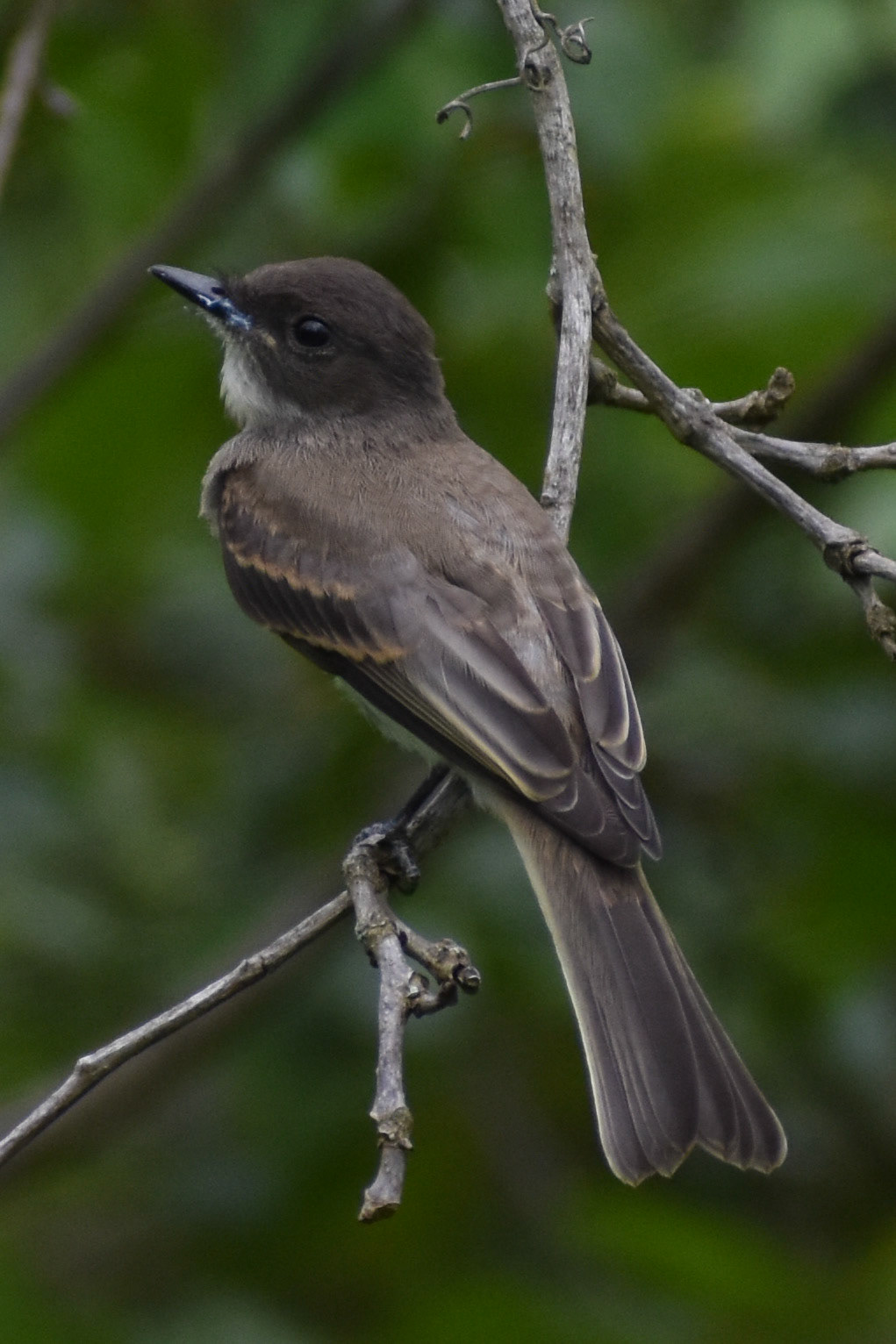 Eastern Wood-pewee