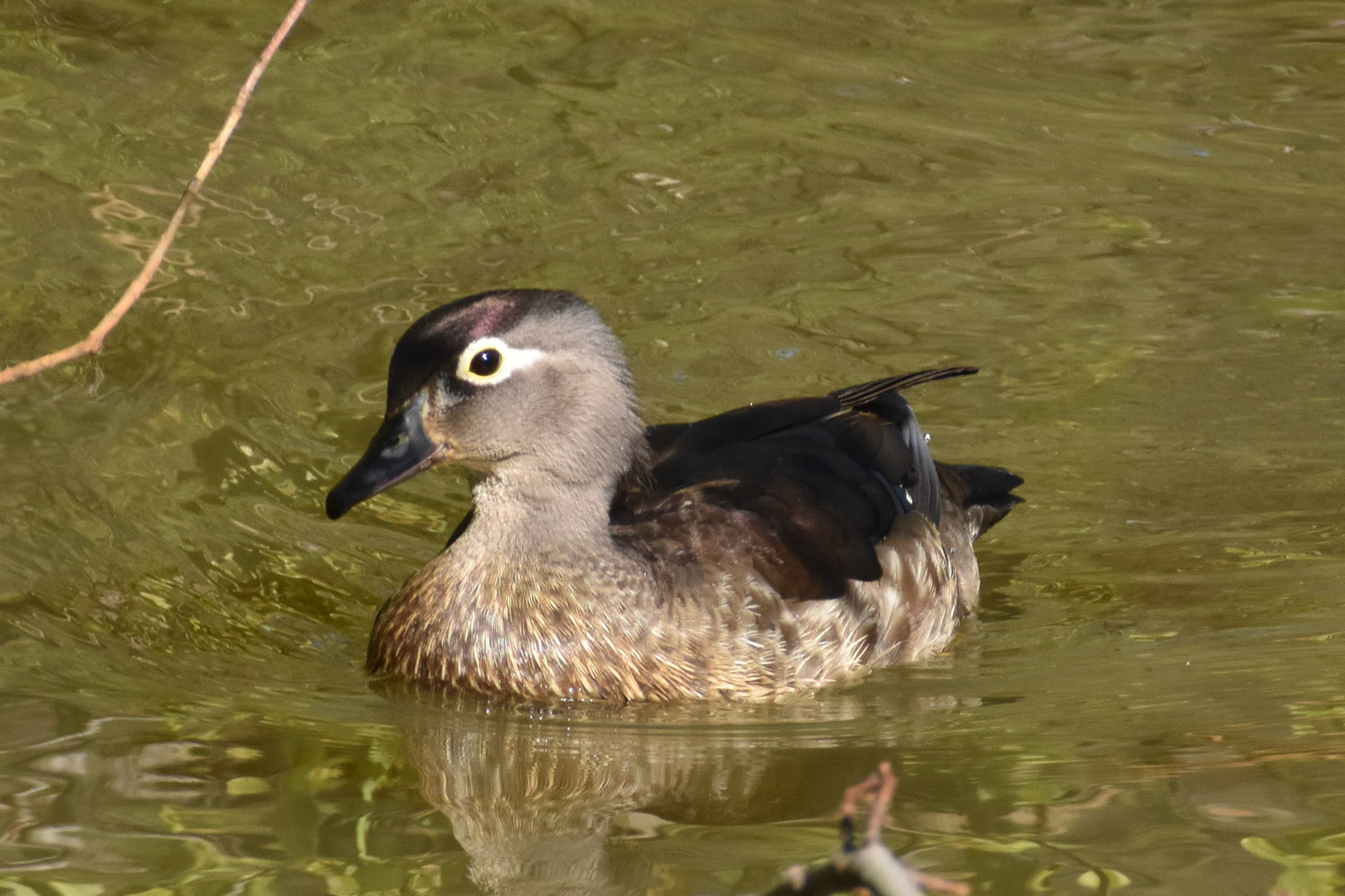 Wood Duck (female)