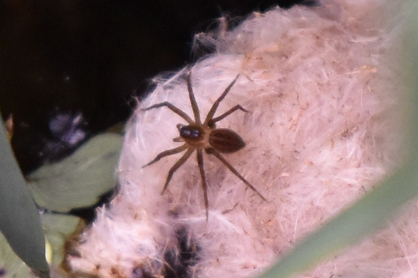 Six-spotted Fishing Spider (juvenile)