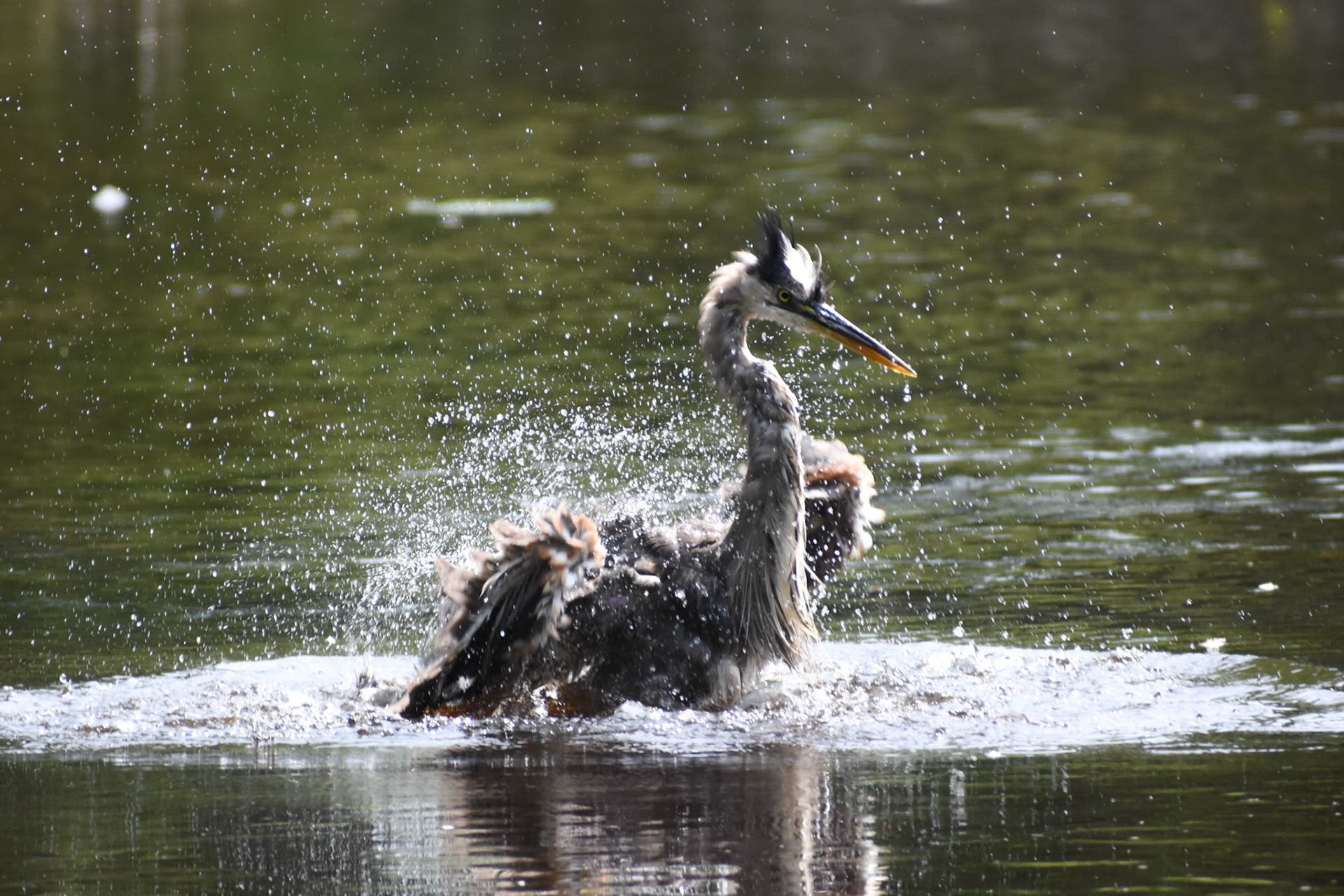 Great Blue Heron
