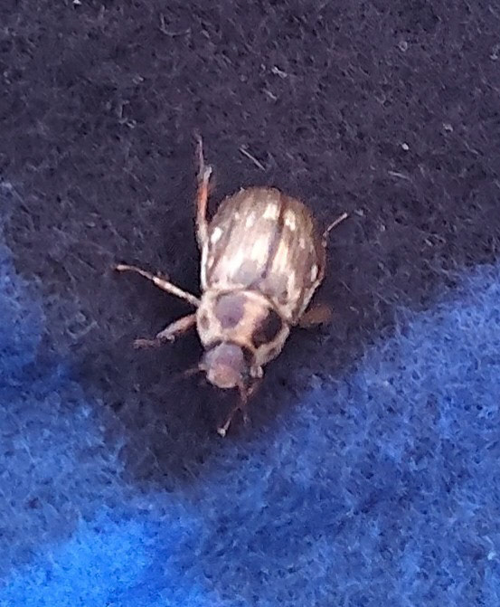 Oriental Beetle