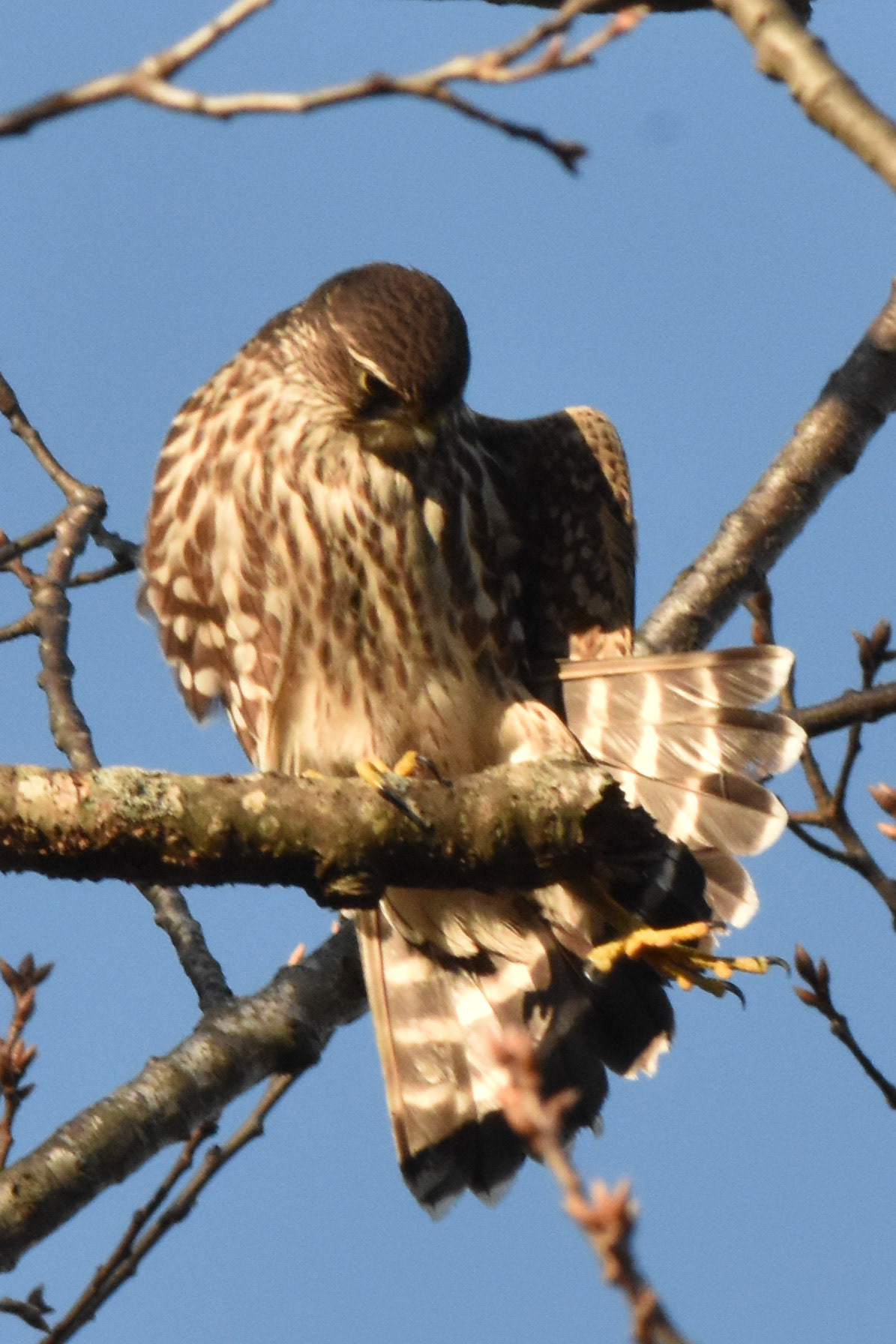 Merlin