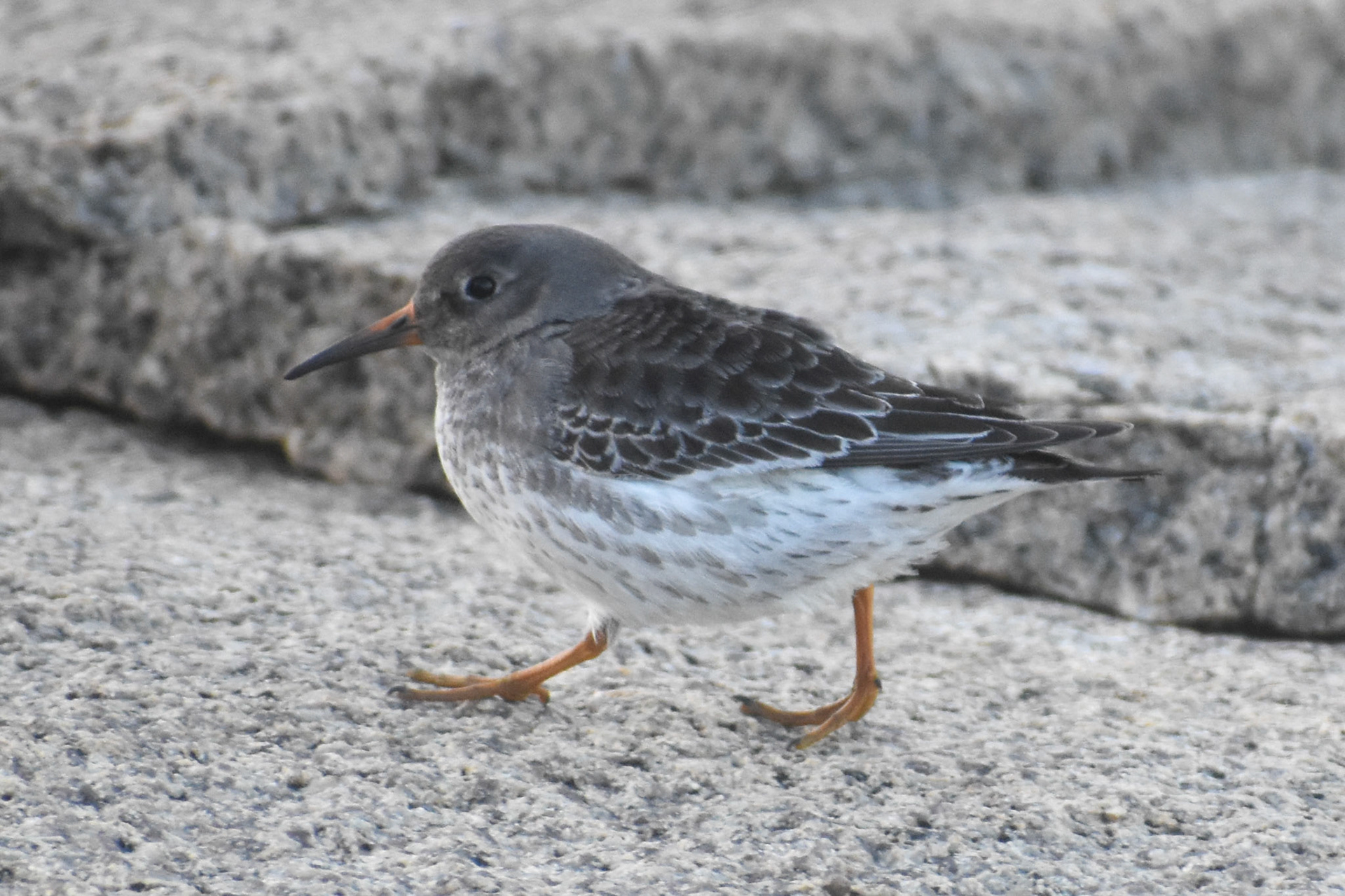 Purple Sandpiper