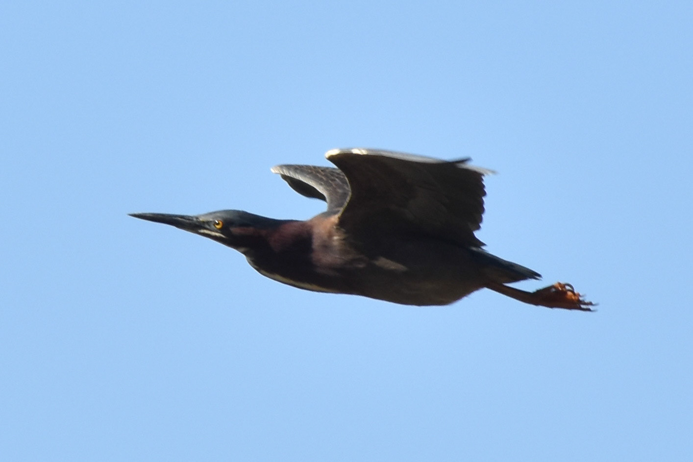 Green Heron