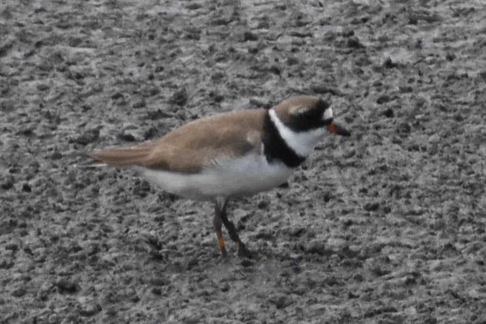 Semipalmated Plover