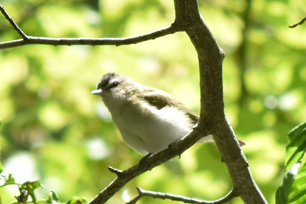 Red-eyed Vireo