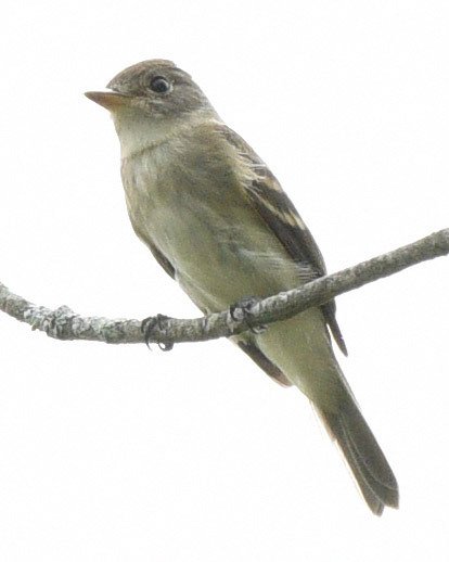 Flycatcher (Willow or Alder)