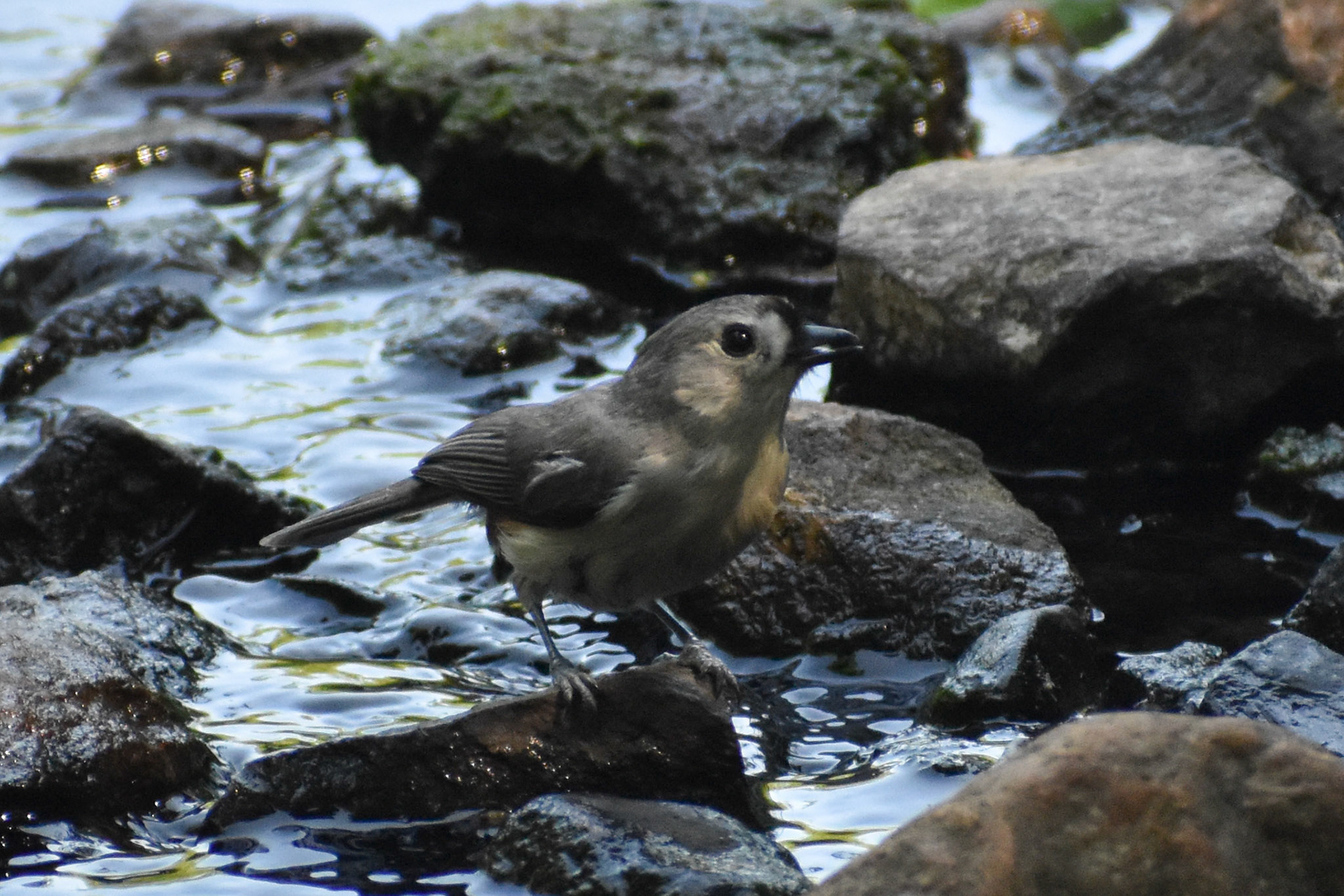 Tufted Titmouse