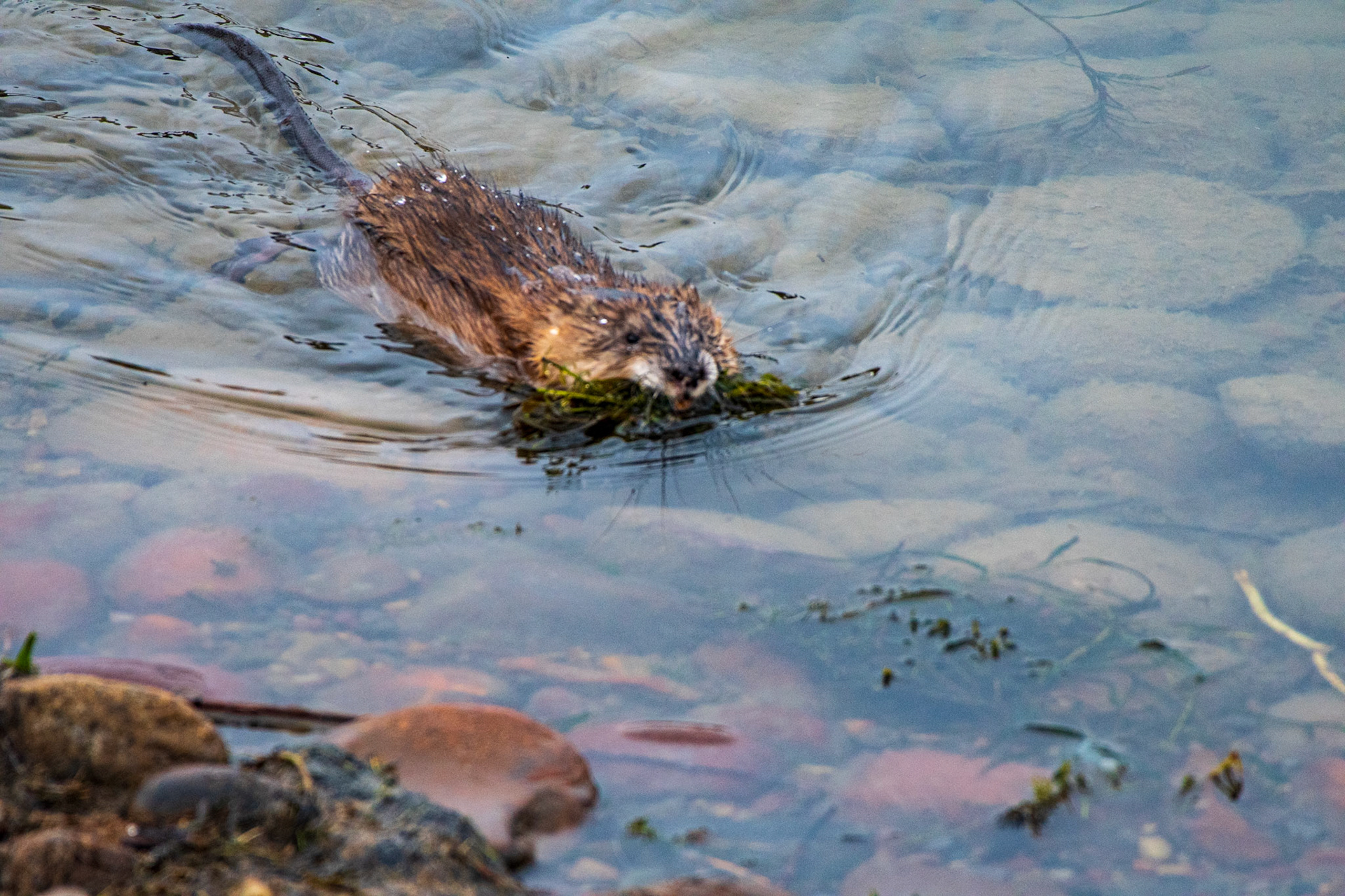 Muskrat Building a dam at the Oxbow Bend of the Snake River. Grand Teton National Park