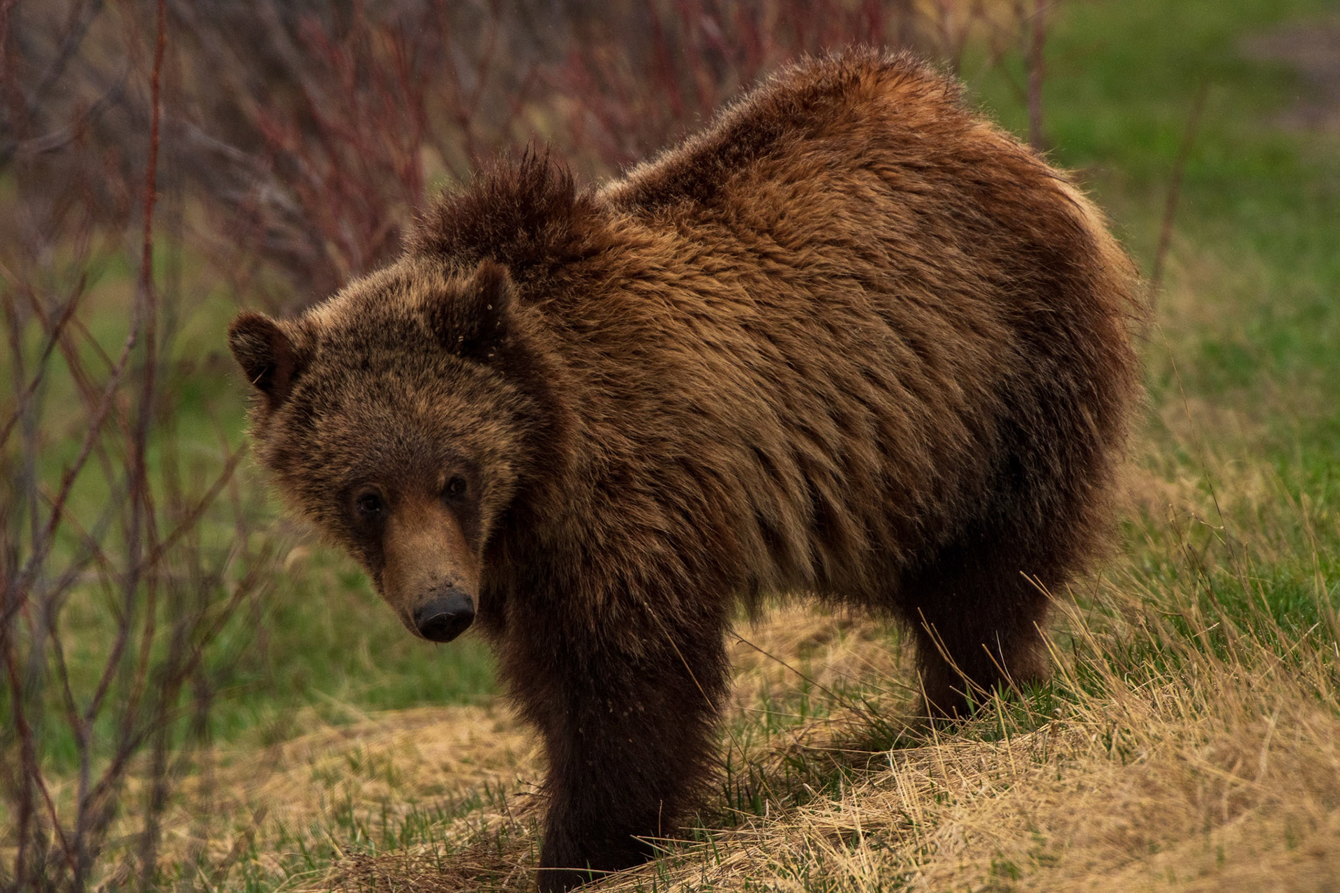 Grizzly Bear looking for food (Grand Teton National Park)