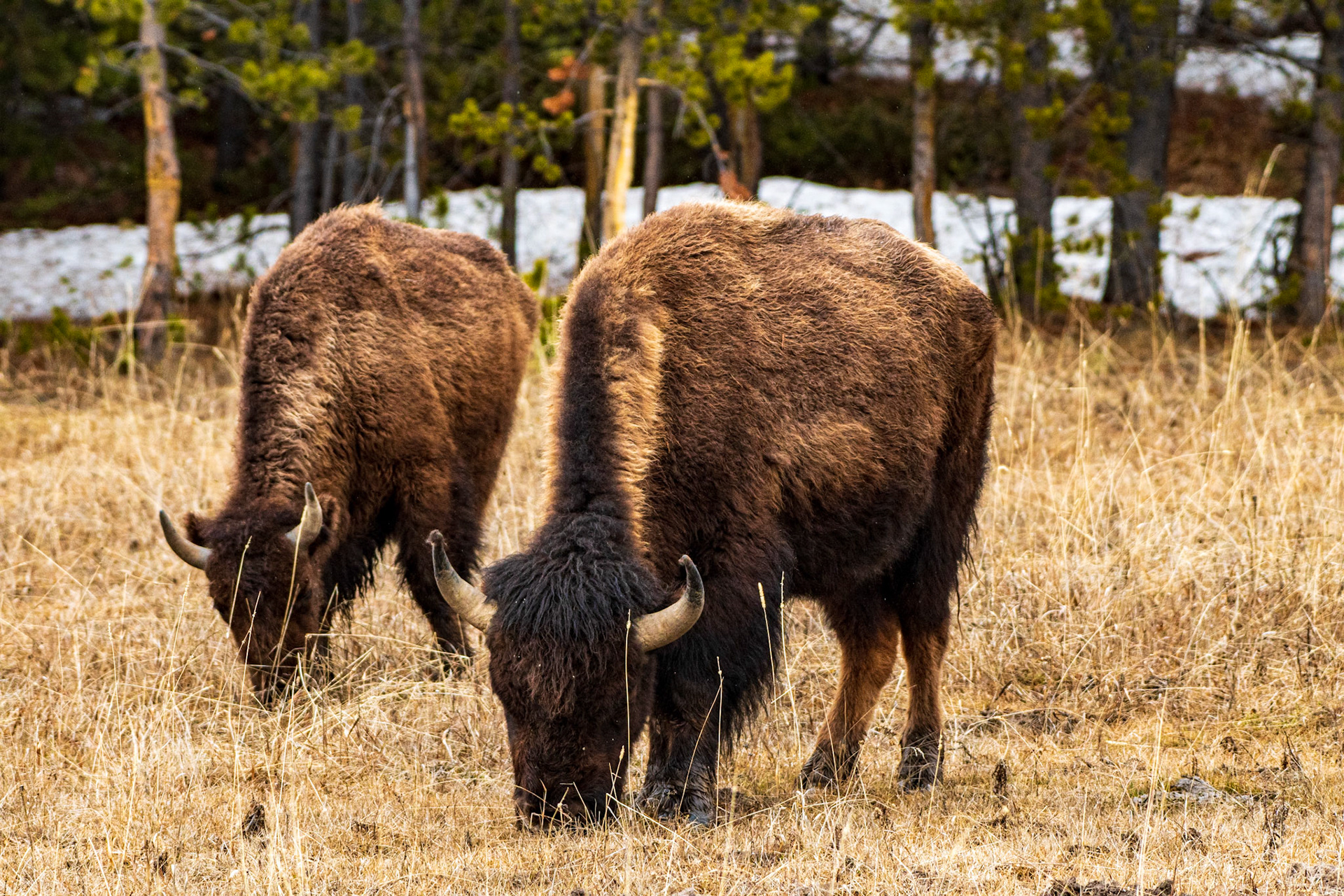 Bison grazing (Yellowstone National Park)