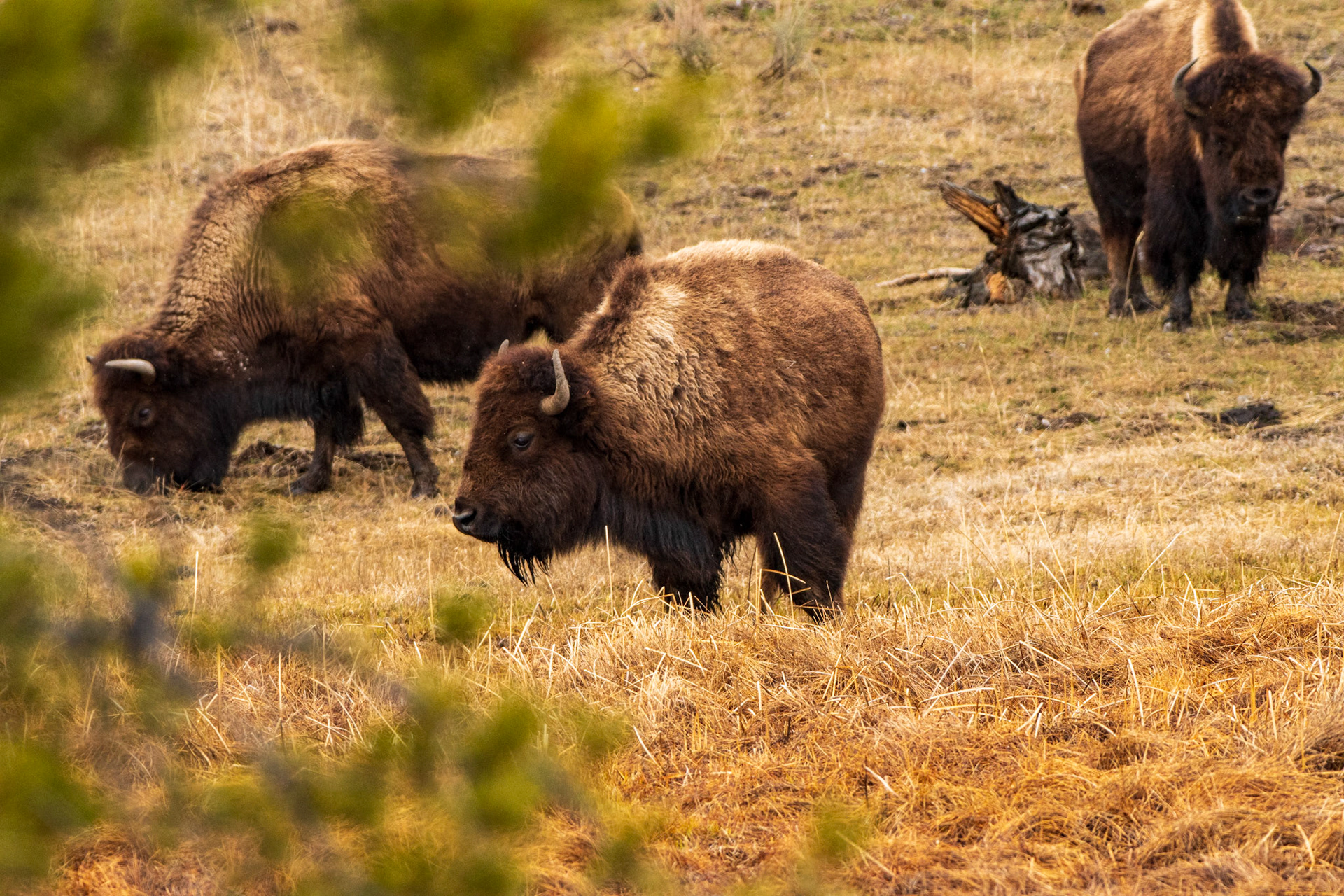 Bison grazing (Yellowstone National Park)