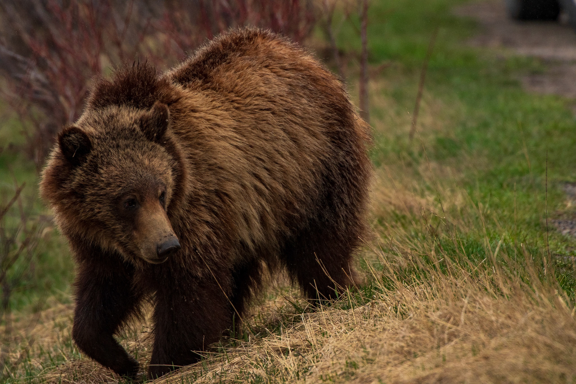 Grizzly Bear looking for food (Grand Teton National Park)