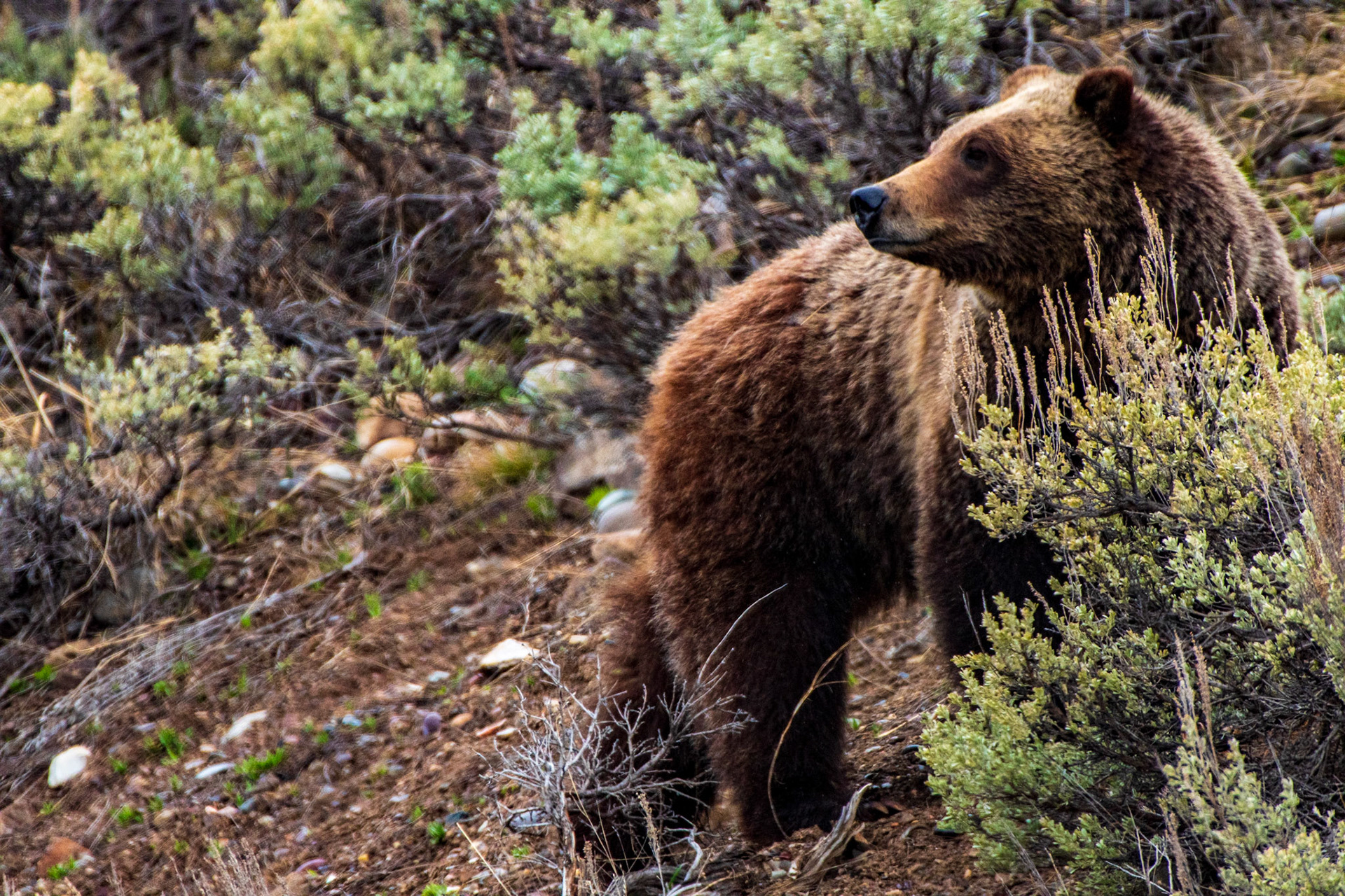 Grizzly Bear at the Oxbow Bend of the Snake River. Grand Teton National Park
